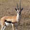 Thomson's gazelle