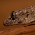 Tropical house gecko