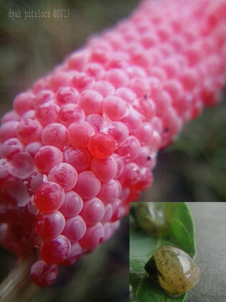 Pomacea canaliculata Lamarck Eggs
