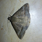 Moth