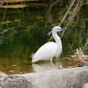 Little Egret (breeding plumage)