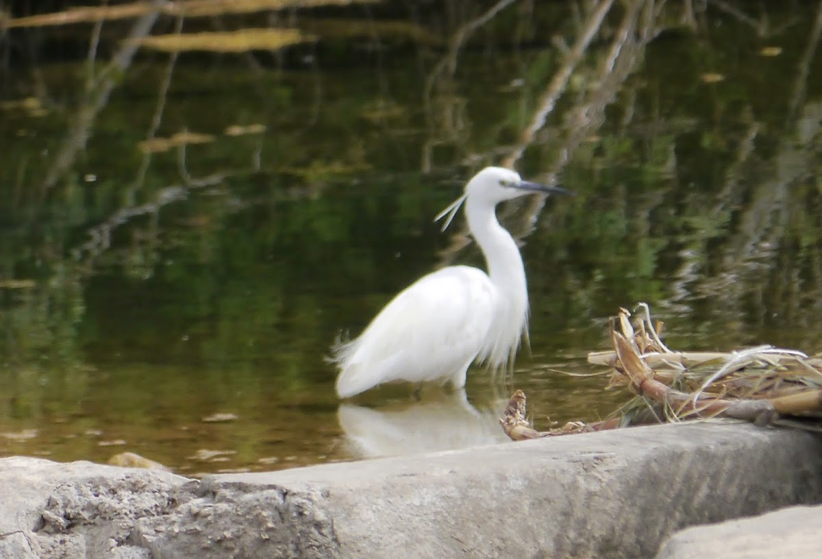 Little Egret (breeding plumage)