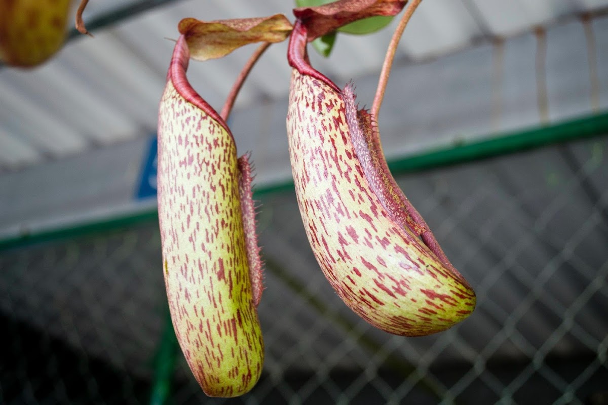 carnivorous pitcher plant