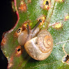 Caracol de jardim - Snail