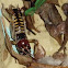 Tree Weta or Putangatanga