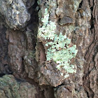 Green Shield Lichen