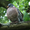 Common wood pigeon or Culver