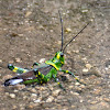 Grasshoppr