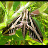 Banded sphinx moth