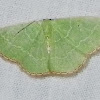 Catachloa Emerald Moth