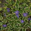 Variegated Common Periwinkle