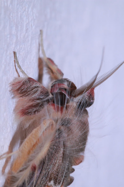 Walker's moth | Project Noah