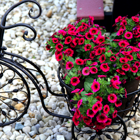 Bicycle Buds by Marsha Biller - Flowers Flower Arangements