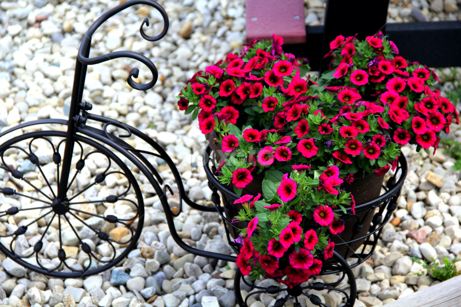 Bicycle Buds by Marsha Biller - Flowers Flower Arangements