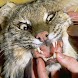 Veterinary Medicine