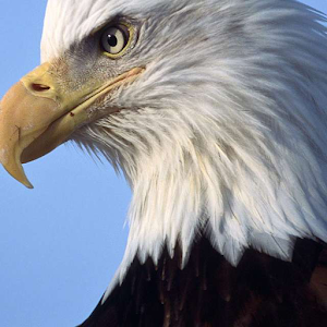 Bald Eagle Puzzle.apk 1.1