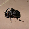 European Rhinoceros Beetle (Male)