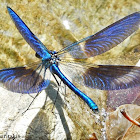 Banded demoiselle