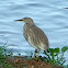 Indian Pond Heron