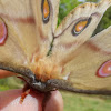 Emperor gum moth - female