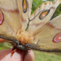 Emperor gum moth - female