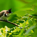 The Red-whiskered Bulbul