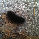 Black Caterpillar,  leopard moth