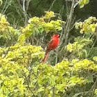 Northern Cardinal or Red Bird