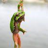 Common Tree Frog