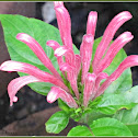Brazilian Plume Flower