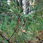 Short needle pine tree