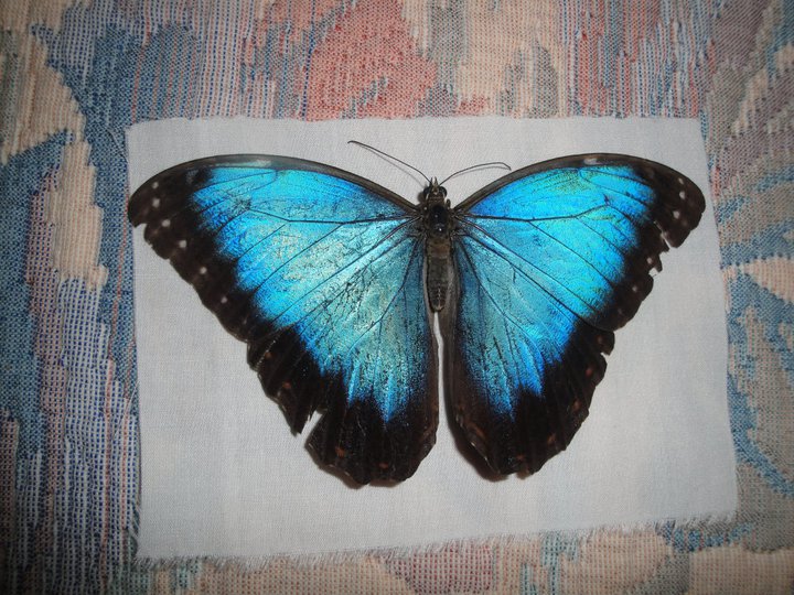 Mariposa Morfo Azul