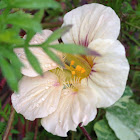 Nasturtium