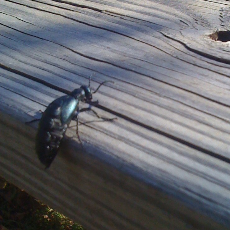 Oil blister beetle