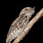 Tawn Frogmouth