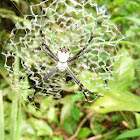 Spider - Araña