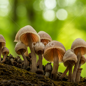 Fungi group on a stump by Peter Samuelsson - Nature Up Close Mushrooms & Fungi