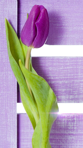 Purple Tulips Live Wallpaper