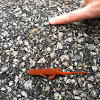 Eastern/Red-Spotted Newt