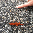 Eastern/Red-Spotted Newt