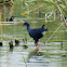 Purple Gallinule; Calamón