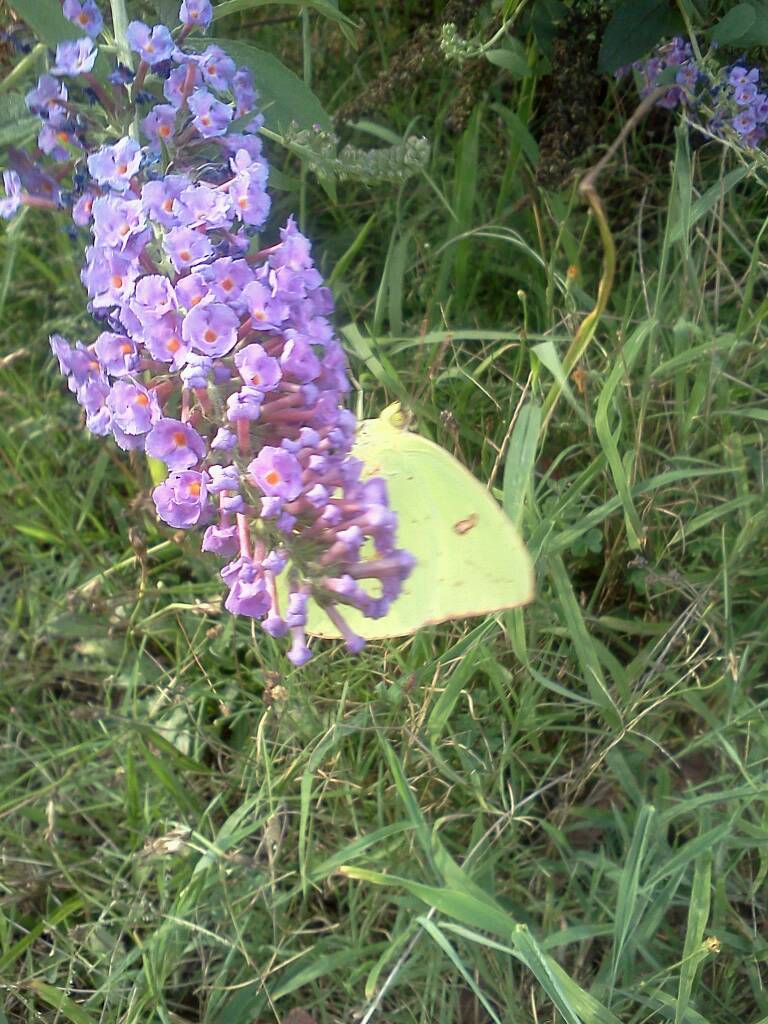 Little Yellow Sulphur 