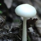 Amanita