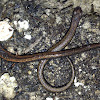 California Slender Salamanders