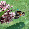Monarch (MIlkweed Butterfly)