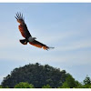 Brahminy Kite