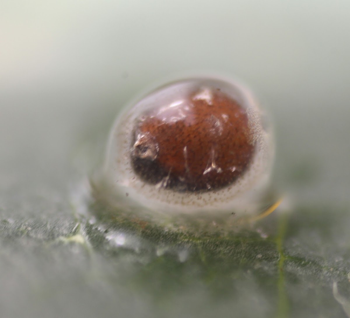 unknown egg
