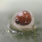 unknown egg