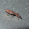 Thin Strawberry  Weevil