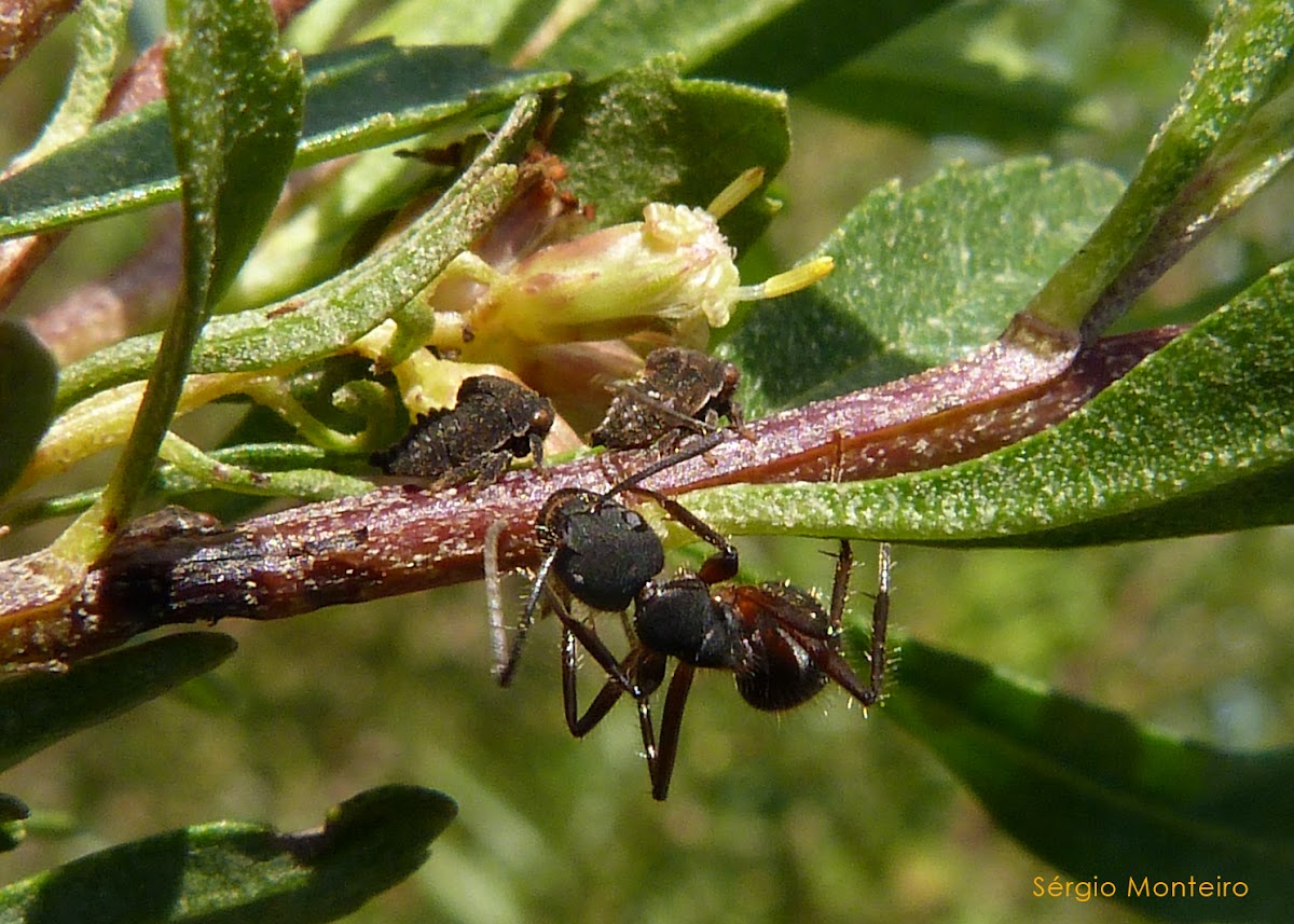 Camponotus ant tending treehopper nymphs